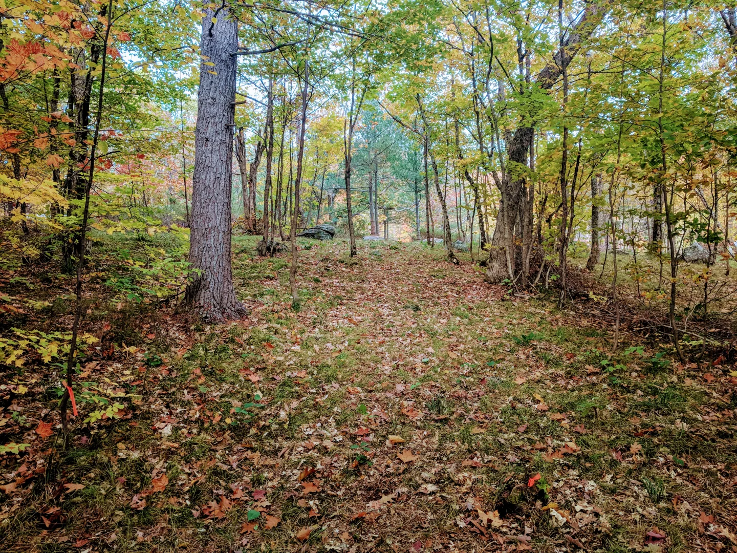 Short Track Hole